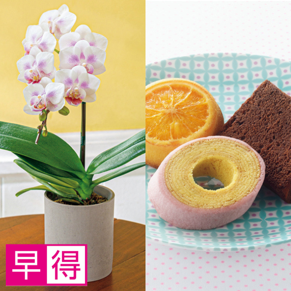 【早得】リーフ ミディ胡蝶蘭「パールホワイト」（SUSTEE付）＋神戸スイーツポート 母の日焼き菓子セット【母の日】 商品サムネイル